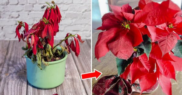 Come fare in modo che la stella di Natale dia tanti fiori e duri tantissimi anni