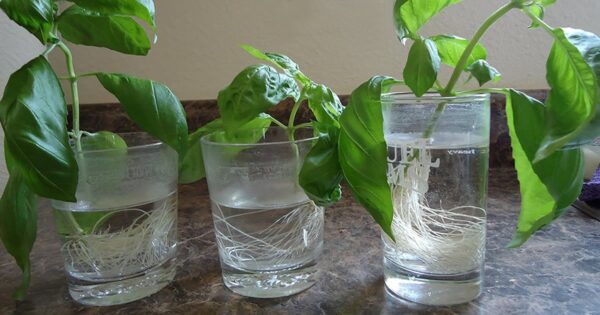 Come fare un radicante naturale super-potente