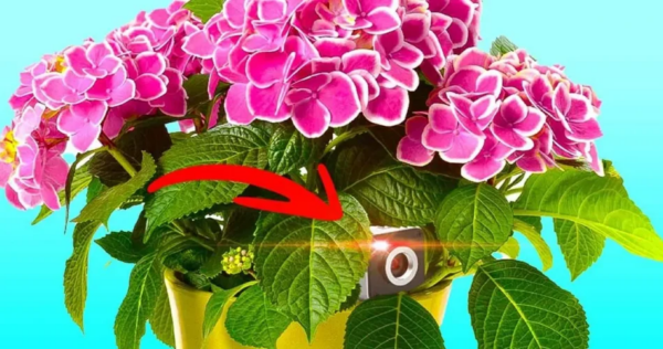 Come individuare le telecamere nascoste in una casa vacanza? Il trucco che evita molti problemi