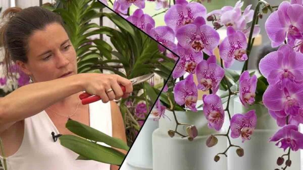 Come innaffiare le orchidee per una spettacolare fioritura invernale? Adottate uno di questi consigli dei fioristi!