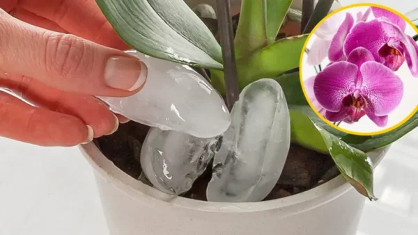 Come innaffiare le orchidee senza marciume radicale: per mantenerle piene di fiori