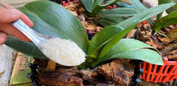 Come mettere i chicchi di riso nelle piante per farle crescere forti