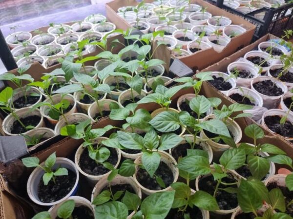 Come migliorare la qualità delle piantine con acido succinico: trucchi che molte persone non conoscono: prendersi cura del raccolto
