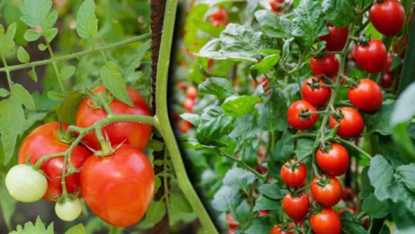 Come ottenere un raccolto di pomodori migliore? Ecco un elenco dei 3 fertilizzanti naturali più efficaci secondo i coltivatori esperti.