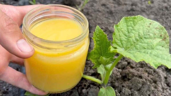 Come ottenere un sacco di cetrioli, pomodori e zucchine? Il segreto finalmente svelato!