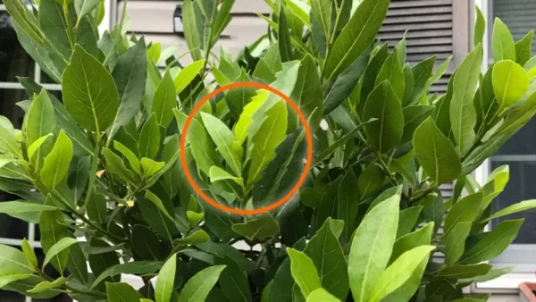 Come piantare e avere un alloro frondoso sul balcone.