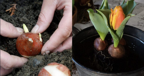 Come piantare i bulbi di tulipano in inverno: consigli per farlo al meglio