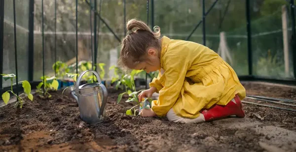 Come piantare i peperoni passo dopo passo in modo corretto