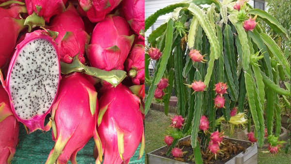 Come piantare il pitahaya o il frutto del drago in un vaso, passo dopo passo.