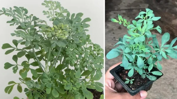 Come piantare la ruta con questi semplici passaggi