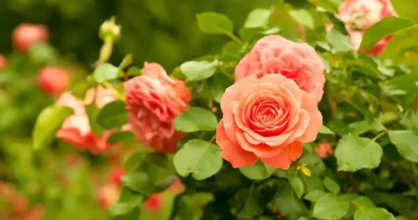 Come piantare le rose per avere fiori perfetti