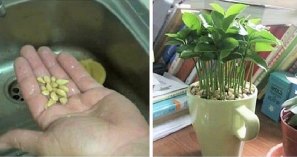 Come piantare un limone in una tazza per profumare la casa