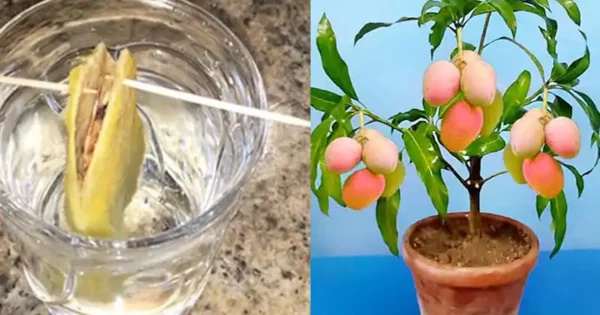 Come piantare un seme di mango e farlo crescere con successo in vaso