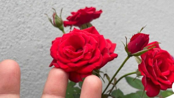 Come posso ottenere fiori di rosa che durino il più a lungo possibile?