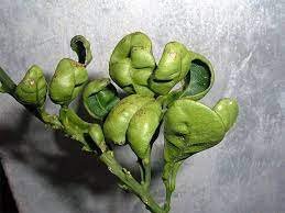 Come potete riparare le foglie del vostro albero di limone che si sono arricciate?