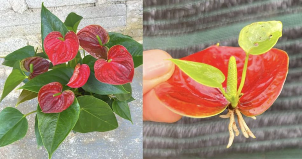 Come prendersi cura dell’Anthurium: 6 cose che devi sapere
