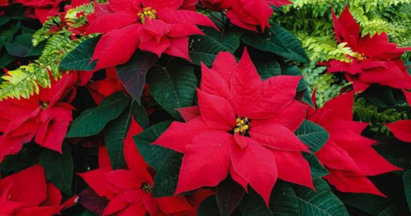 Come prendersi cura della stella di Natale: 5 cose da sapere