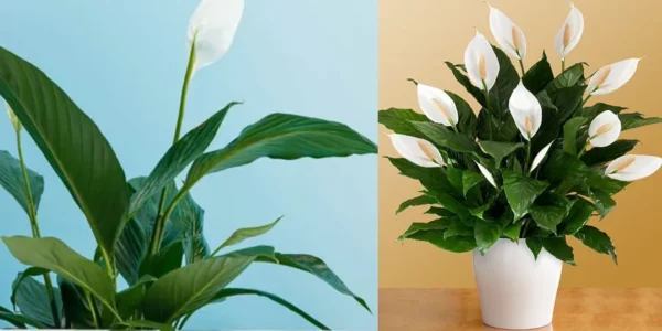 Come prendersi cura di Peace Lily: dai un’occhiata ai suggerimenti essenziali da seguire