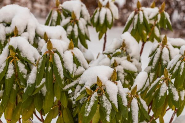 Come preparare i rododendri all’inverno? Dipende dalle temperature e dai tempi. Meglio non sbagliare