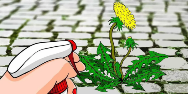 Come preparare il diserbante con aceto bianco?