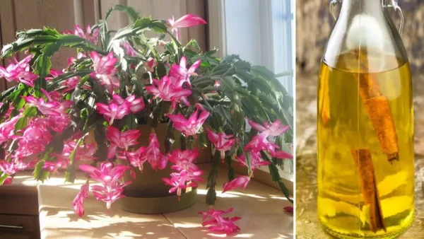 Come preparare l’acqua arricchita per stimolare e aumentare la fioritura delle piante