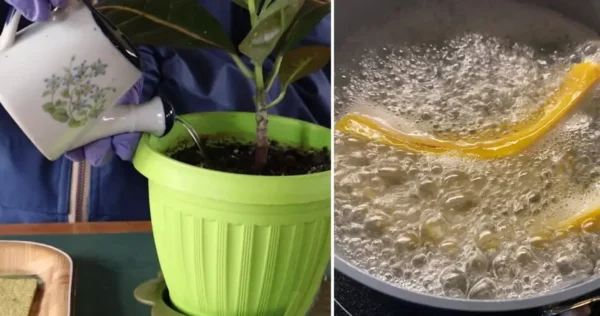 Come preparare l’acqua di irrigazione “arricchita”: triplica la crescita e la fioritura delle piante