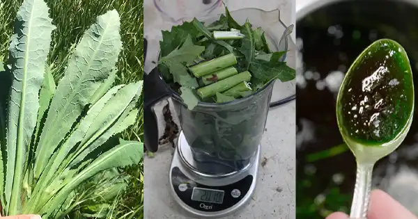 Come preparare l’estratto di lattuga selvatica per il dolore e il sonno