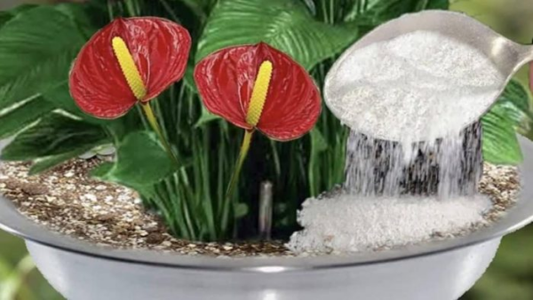 Come preparare un fungicida fai da te: il rimedio alla cipolla