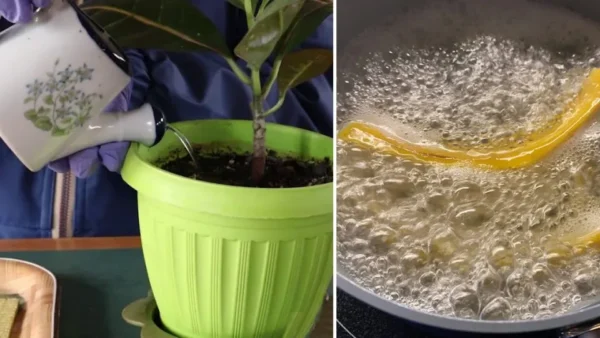 Come preparare un’acqua di irrigazione “arricchita”: triplica la crescita e la fioritura delle piante