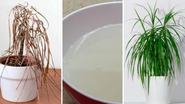 Come preparare un’“acqua vitaminizzata” per triplicare la crescita e la fioritura delle piante