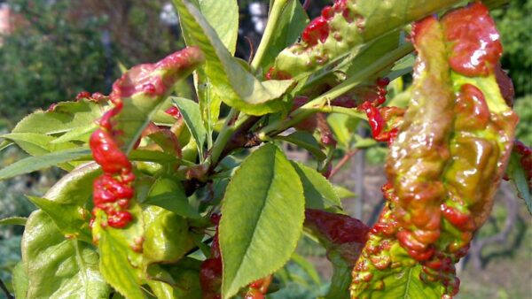Come prevenire l’arricciatura delle foglie di pesca: ora fai la protezione