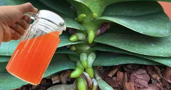 Come prevenire le foglie gialle delle orchidee: il metodo naturale ed efficace