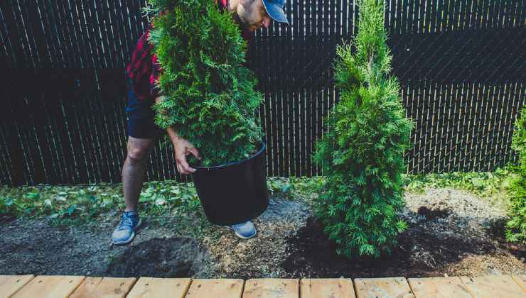 Propagazione del cipresso