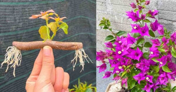 Come propagare i rami di Bougainvillea sul balcone o in giardino: il metodo infallibile