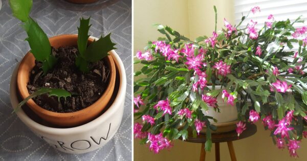 Come propagare il cactus di Natale
