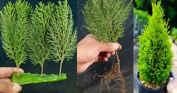 Come propagare la Thuja dalle talee utilizzando l’Aloe Vera