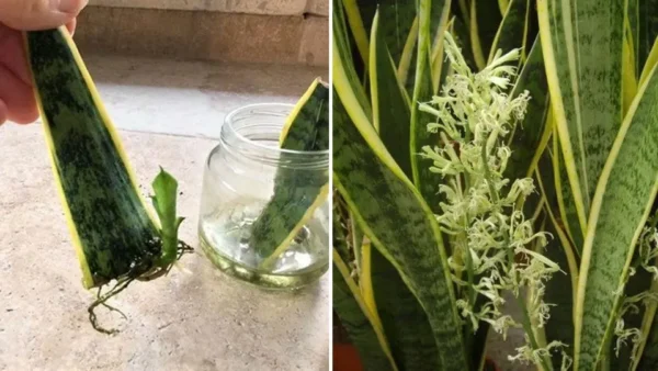 Come propagare la sansevieria con una sola foglia e farla fiorire