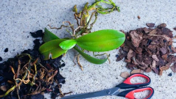 Come propagare le orchidee: Da una singola foglia a un intero davanzale