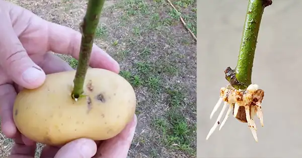 Come propagare le rose con le patate per un radicamento veloce | Coltivare le rose nelle patate