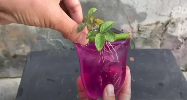 Come propagare le rose con un bicchiere d’acqua