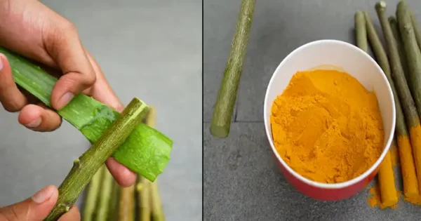 Come propagare un albero di limone da talea con aloe vera e curcuma