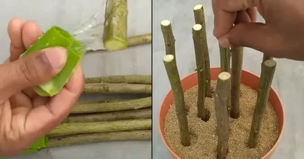 Come propagare un albero di limone da talea con l’aloe vera