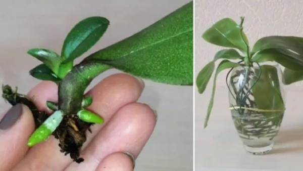Come propagare un’orchidea da una foglia