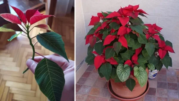 Come propagare una Stella di Natale da un ramoscello