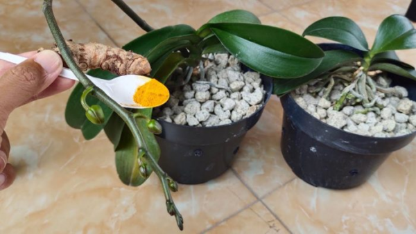 Come proteggere le orchidee da batteri e malattie