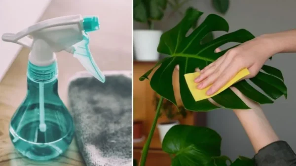 Come pulire e lucidare le foglie delle piante d’appartamento.