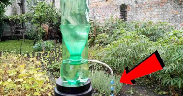 Come realizzare un irrigatore a goccia fatto in casa: 10 centesimi sono tutto ciò di cui hai bisogno