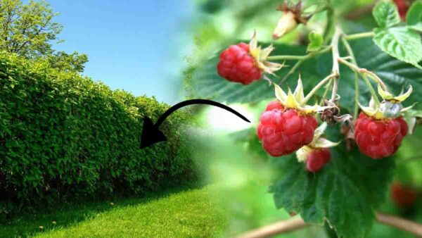 Come realizzare una siepe di lamponi? Ecco il metodo olandese!