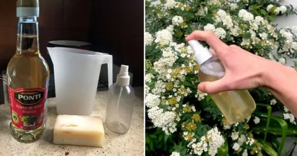 Come realizzare uno spray fai da te per far crescere le piante senza insetti
