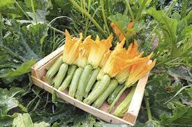 Come rendere il terreno più fertile prima di piantare le zucchine? Finalmente, il segreto svelato dai giardinieri!